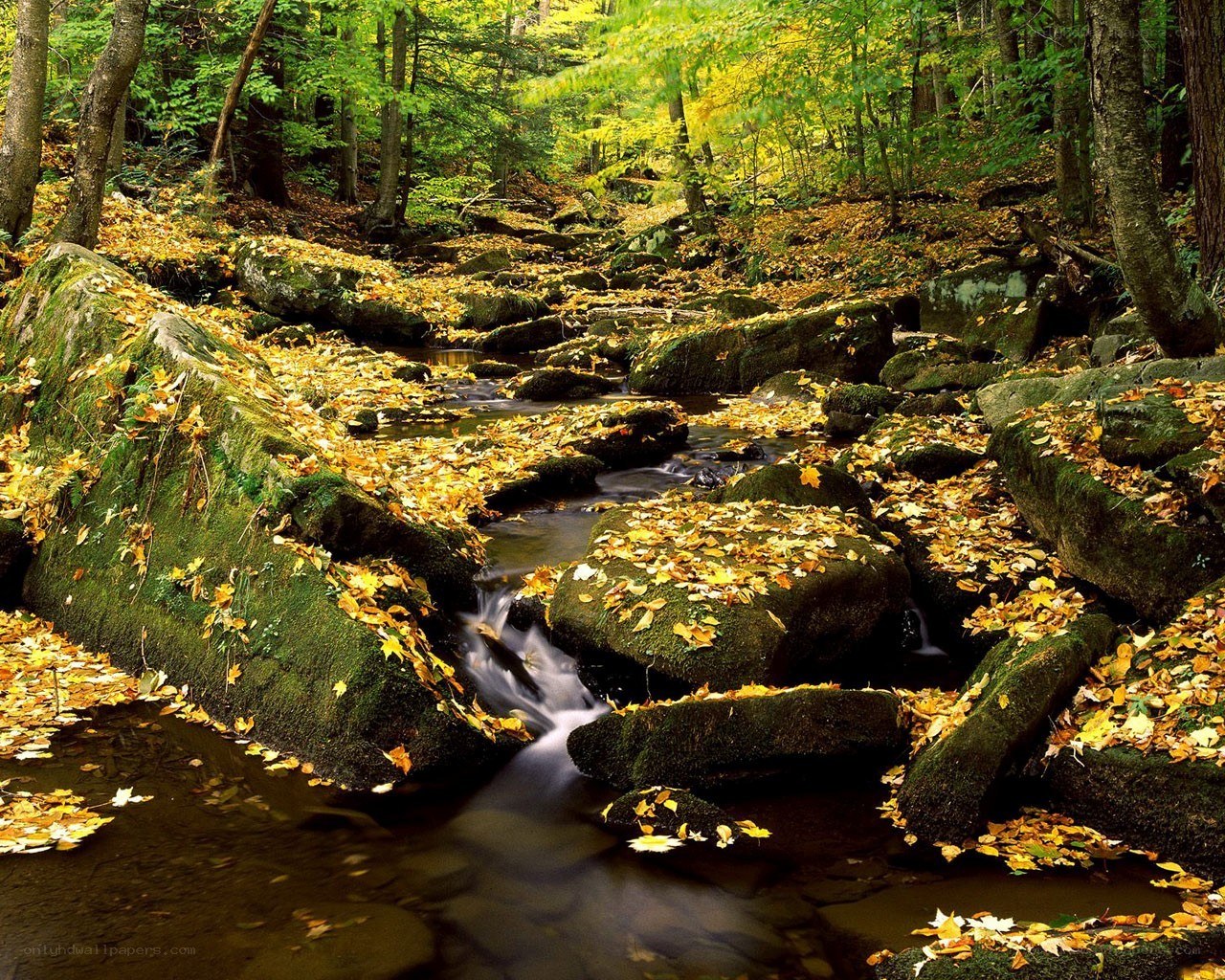 Autumn stream in forest