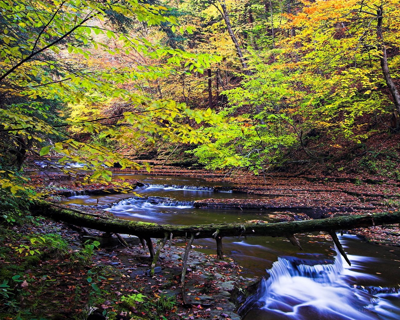 Autumn stream in forest