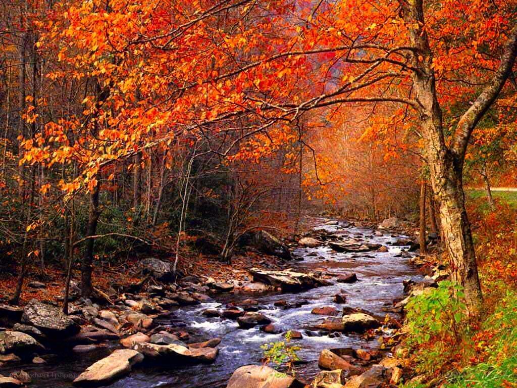 Autumn stream in forest