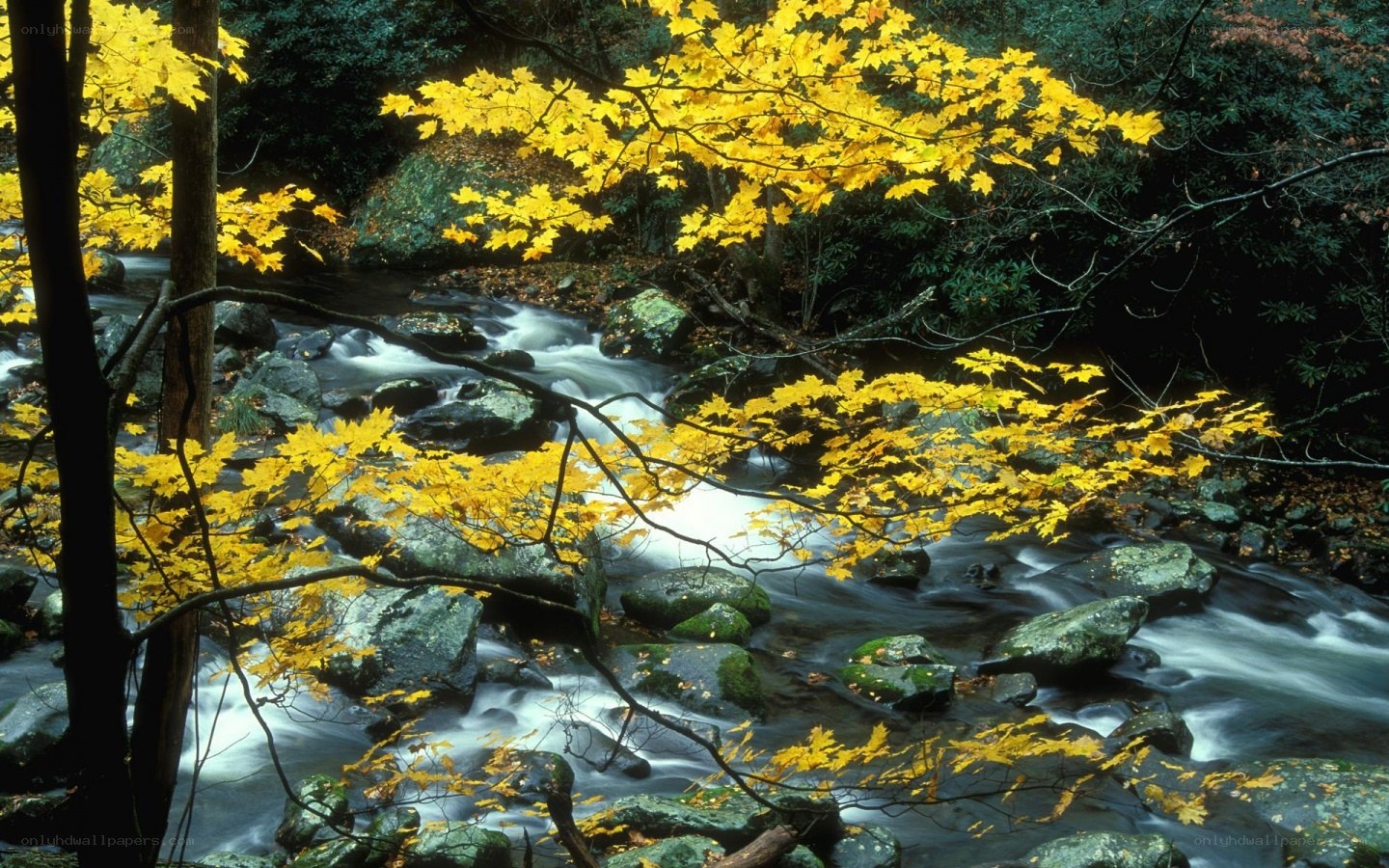 Autumn stream in forest