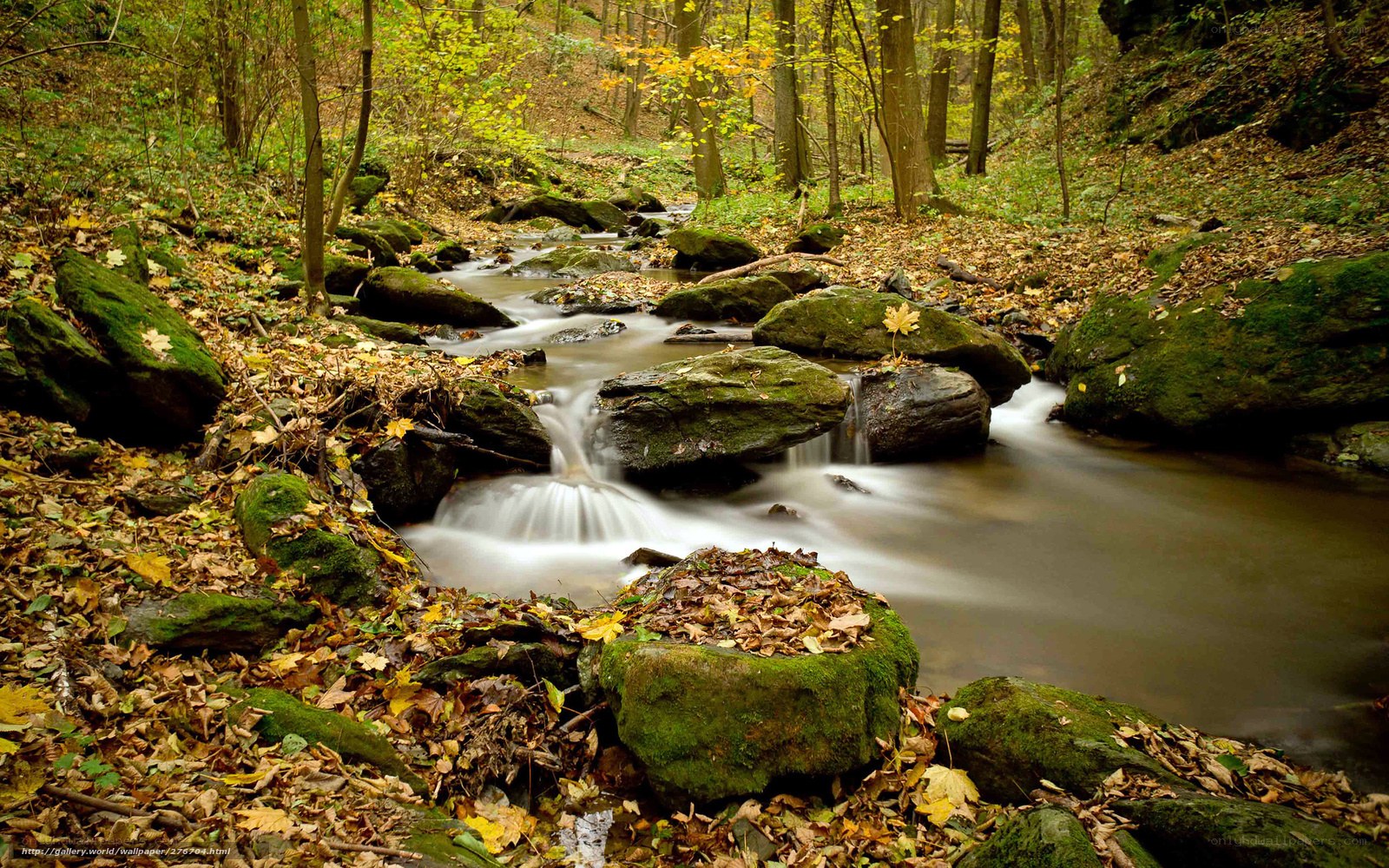 Autumn stream in forest