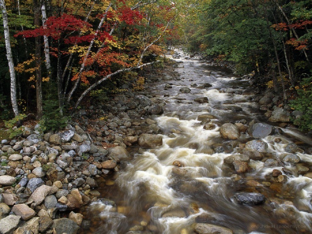 Autumn stream in forest