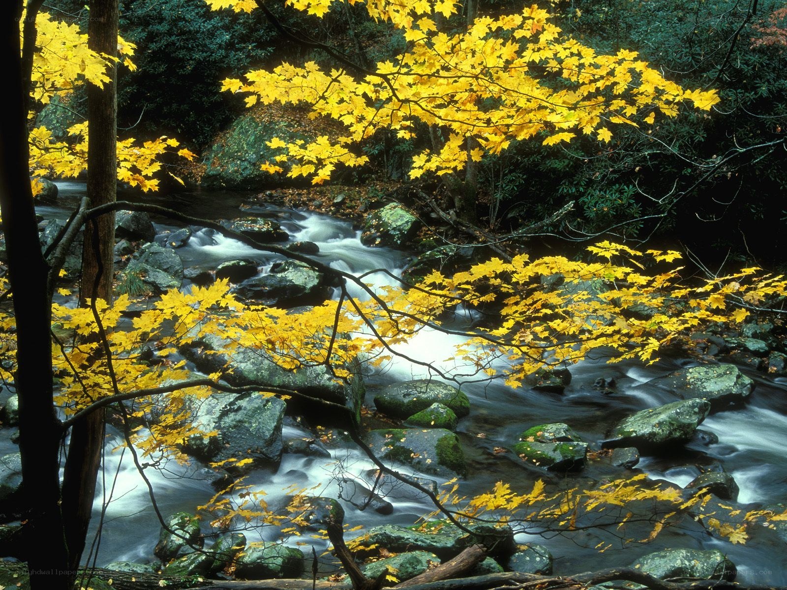 Autumn stream in forest