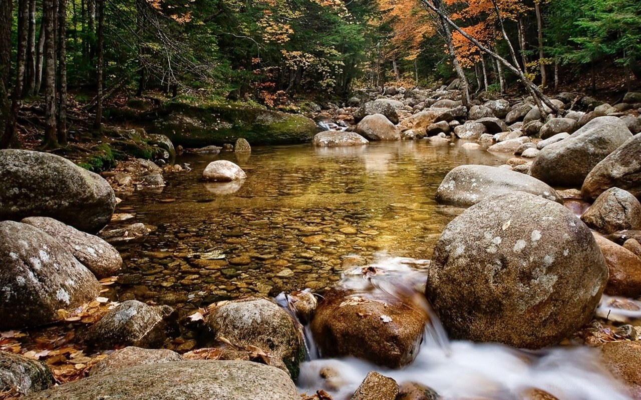 Autumn stream in forest
