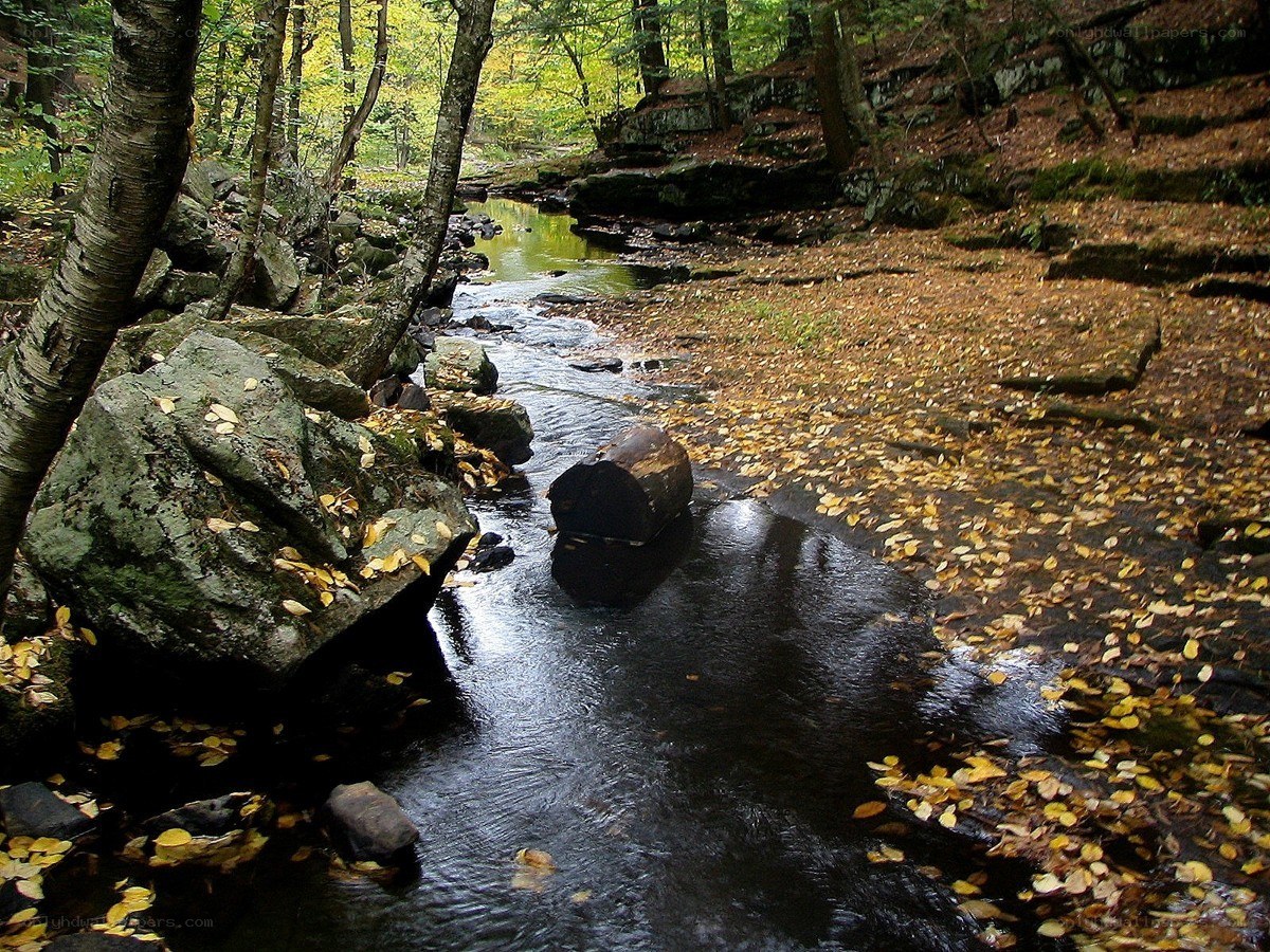 Autumn stream in forest