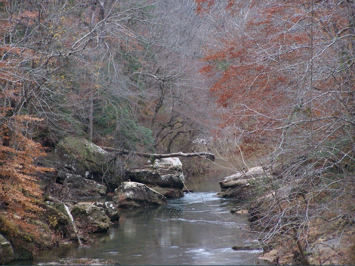 autumn stream in forest