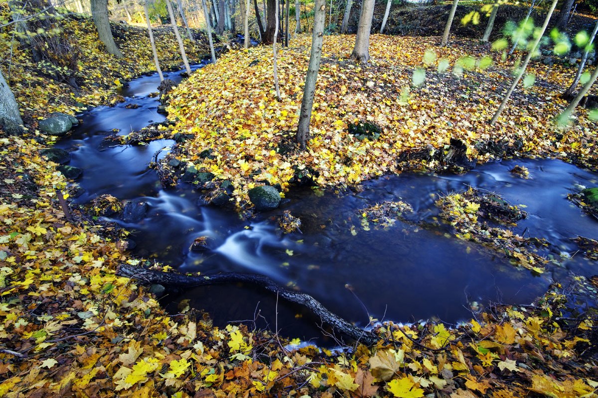 Autumn stream in forest