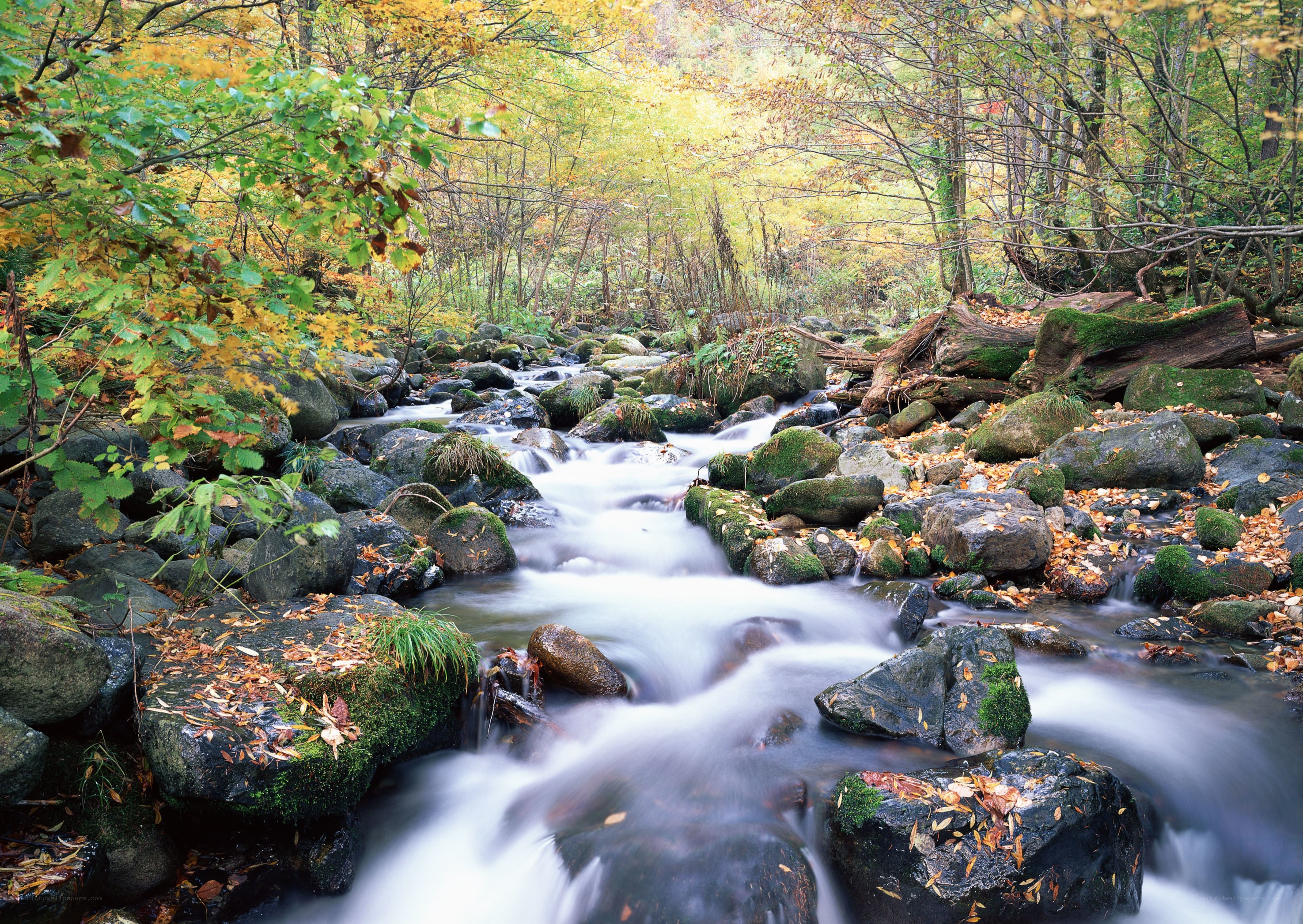 Autumn stream in forest