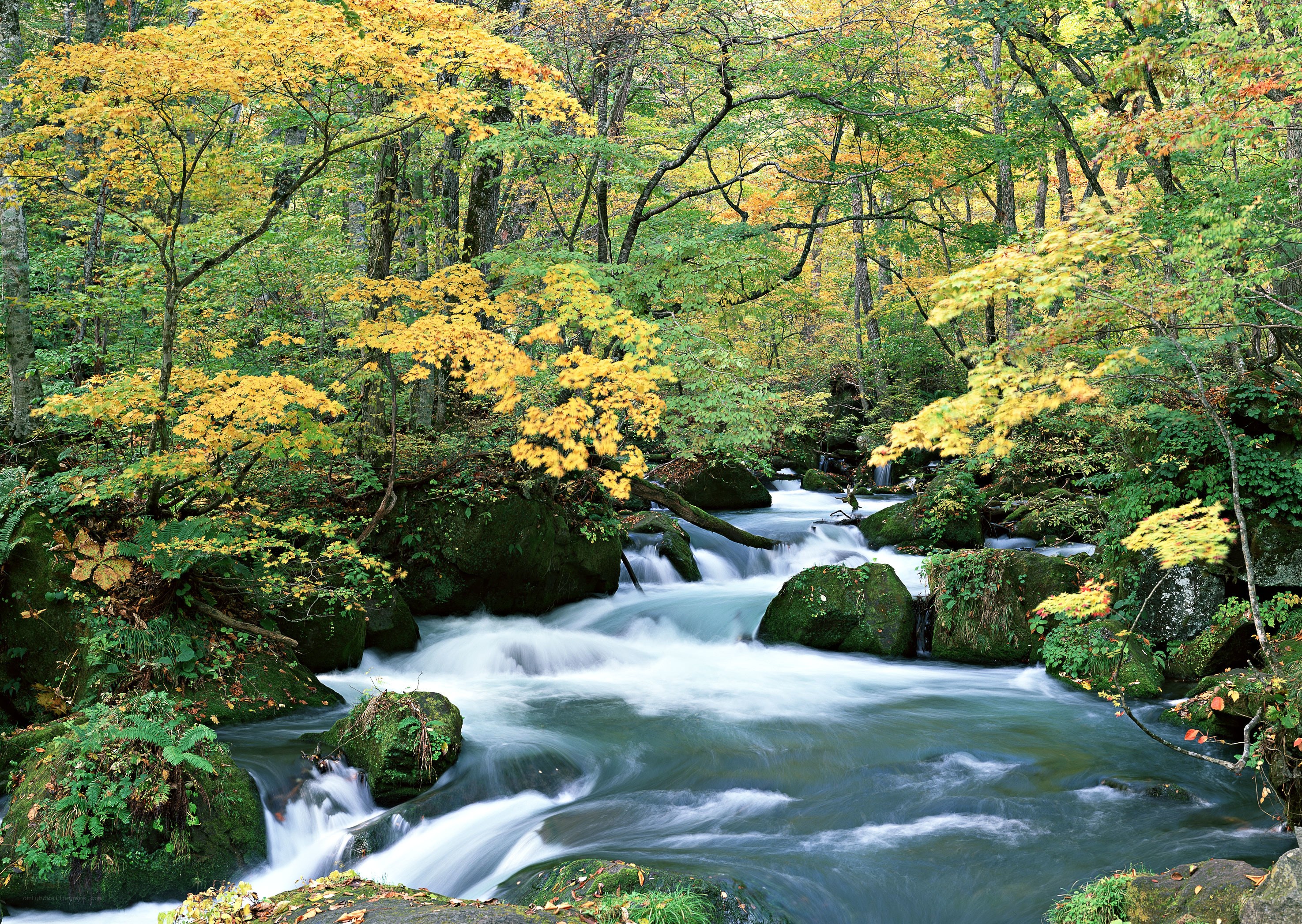 Autumn stream in forest