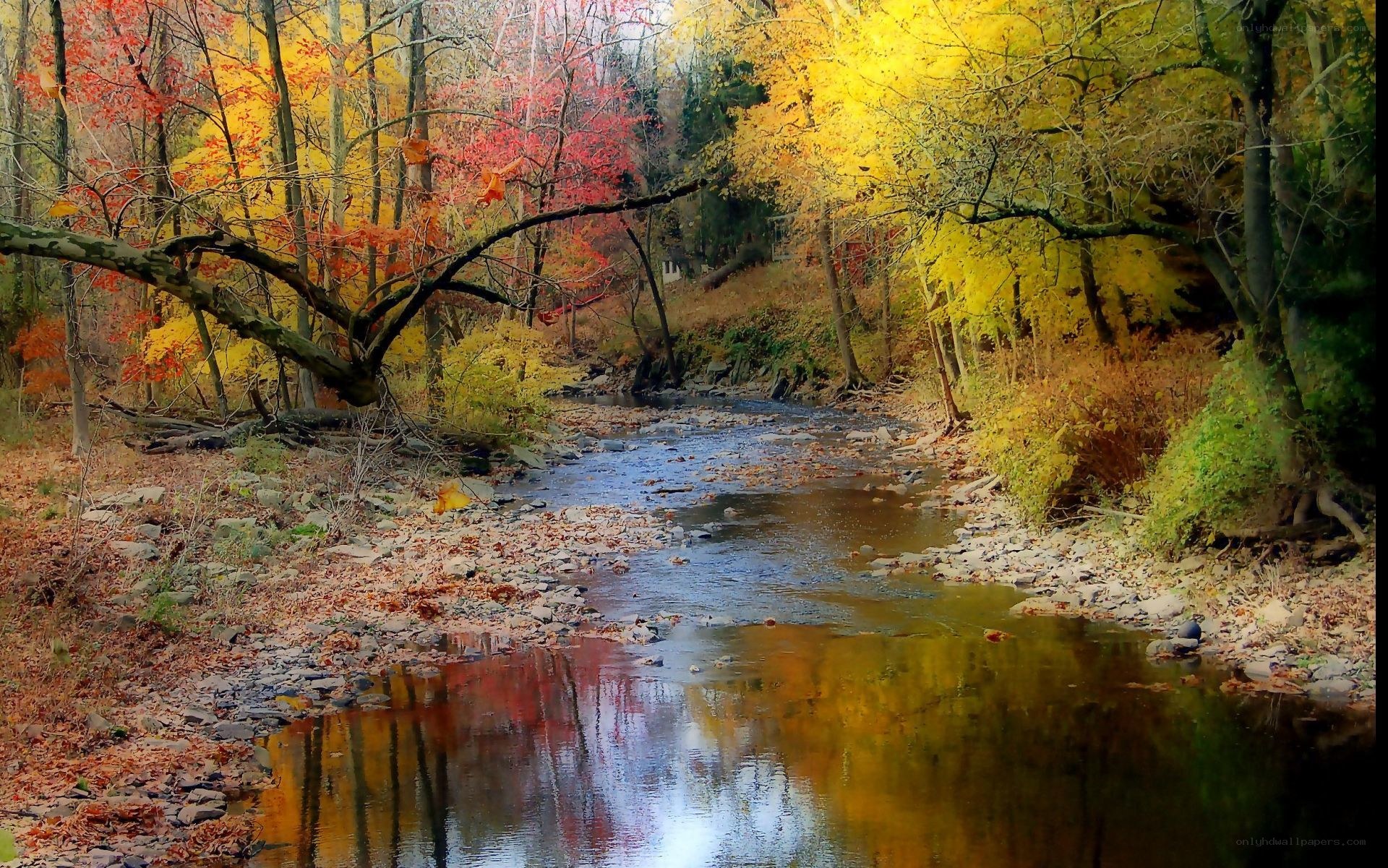 Autumn stream in forest