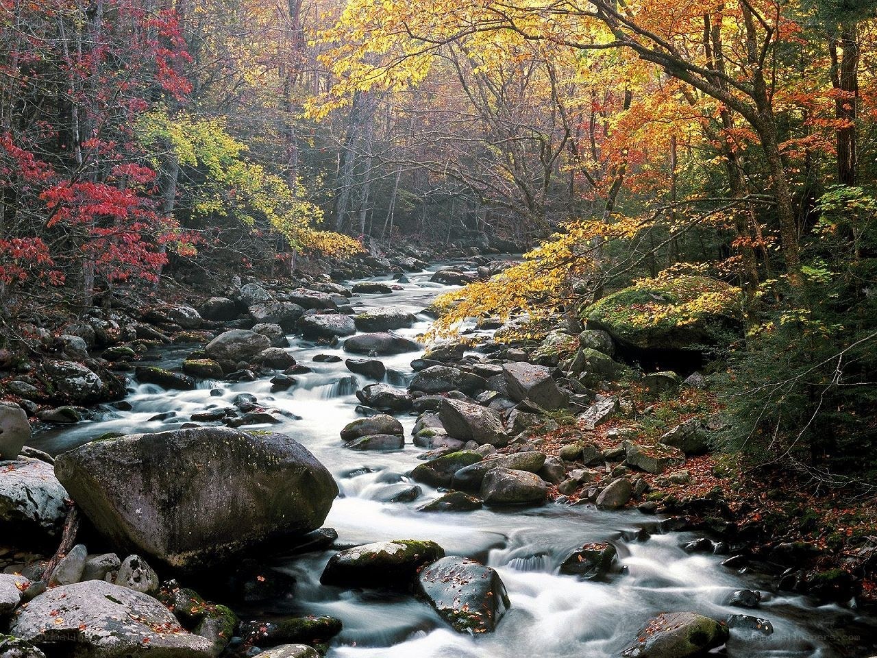 Autumn stream in forest