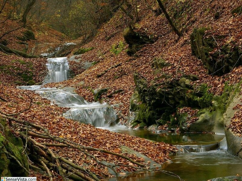 Autumn stream in forest
