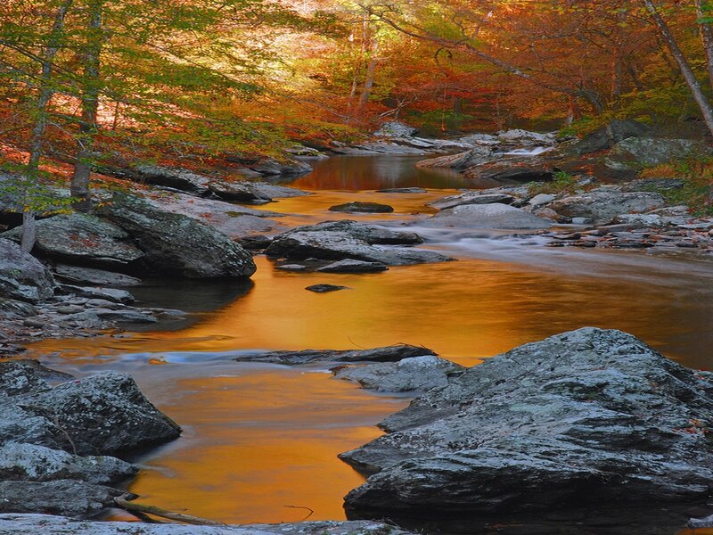 Autumn stream in forest