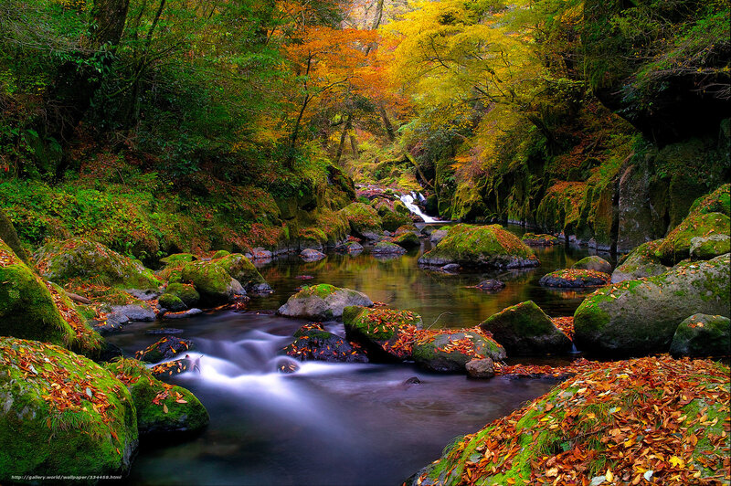 Autumn stream in forest