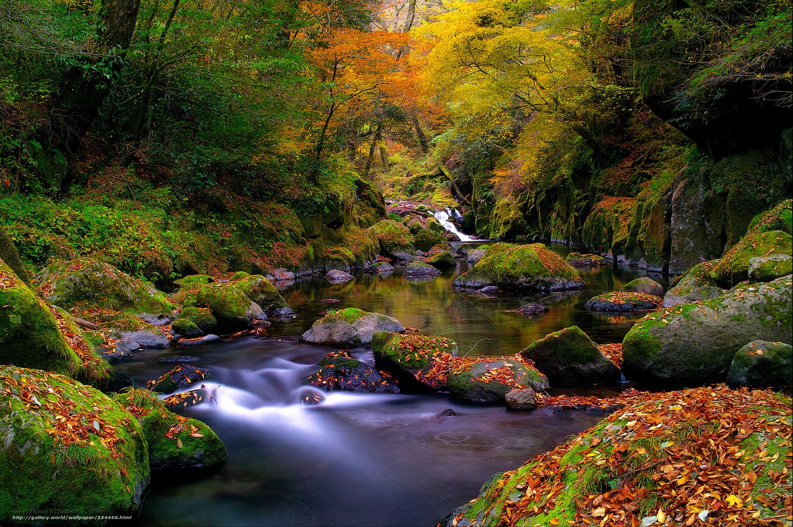 Autumn stream in forest
