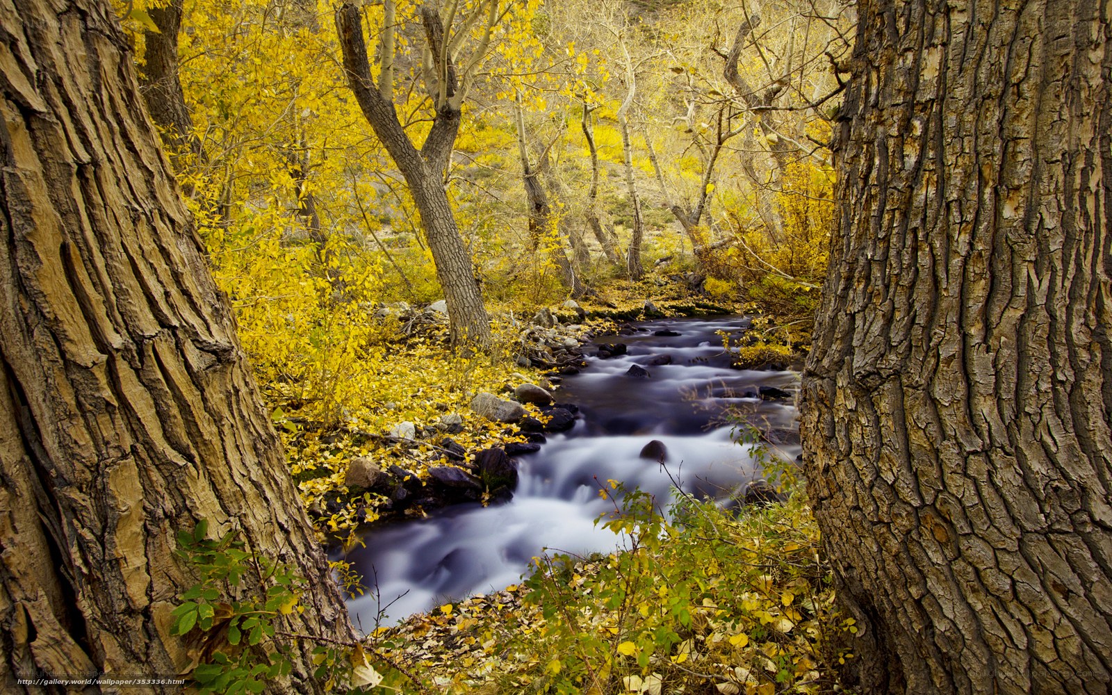 Autumn stream in forest