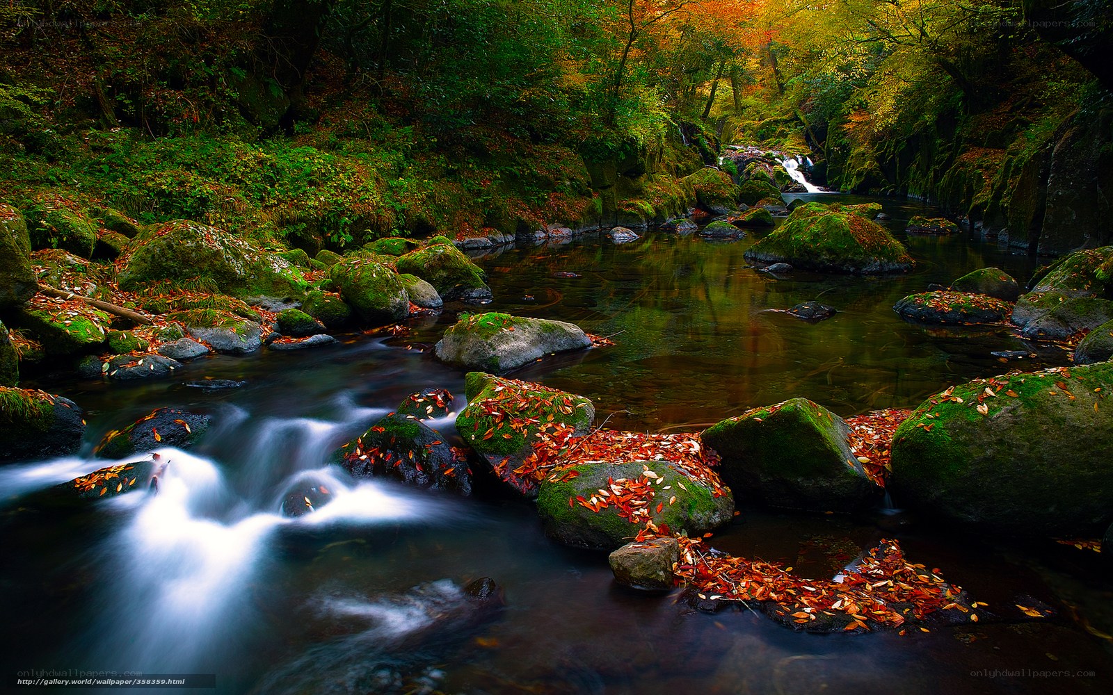 Autumn stream in forest