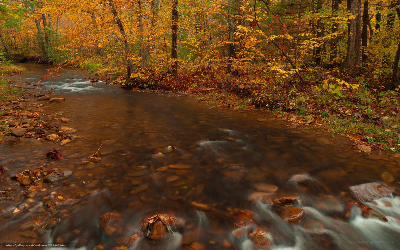 Autumn stream in forest