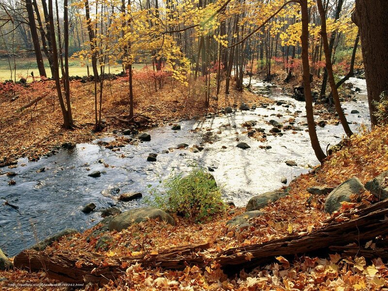 Autumn stream in forest