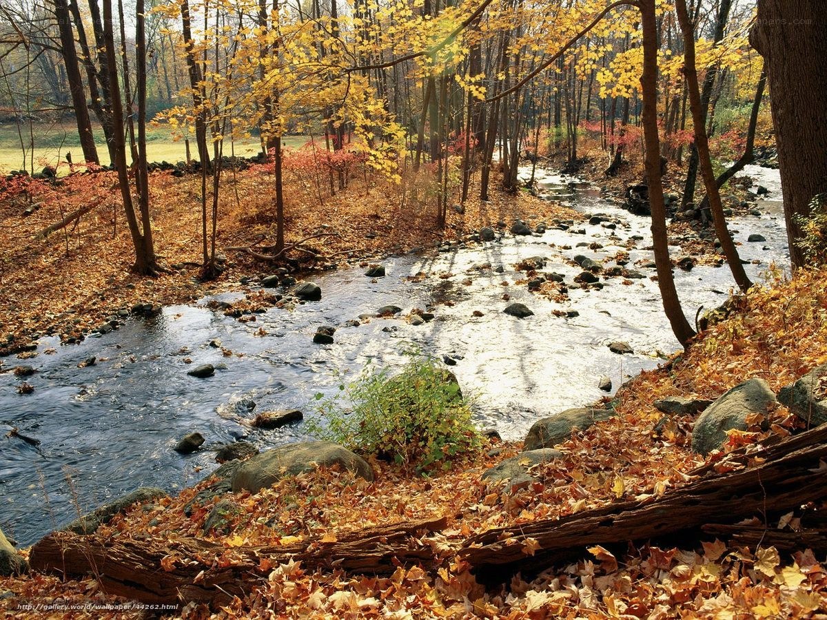 Autumn stream in forest