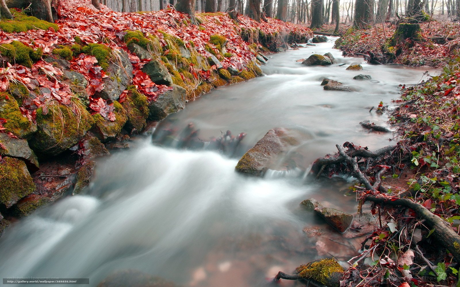 Autumn stream in forest