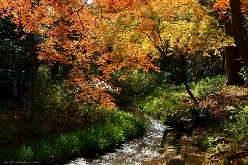 Autumn stream in forest