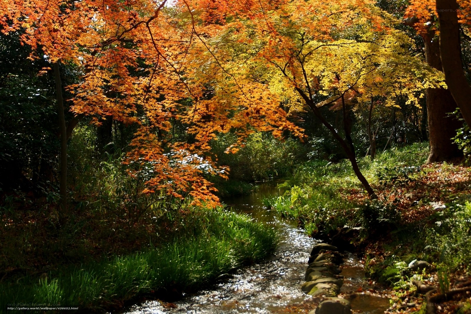 Autumn stream in forest