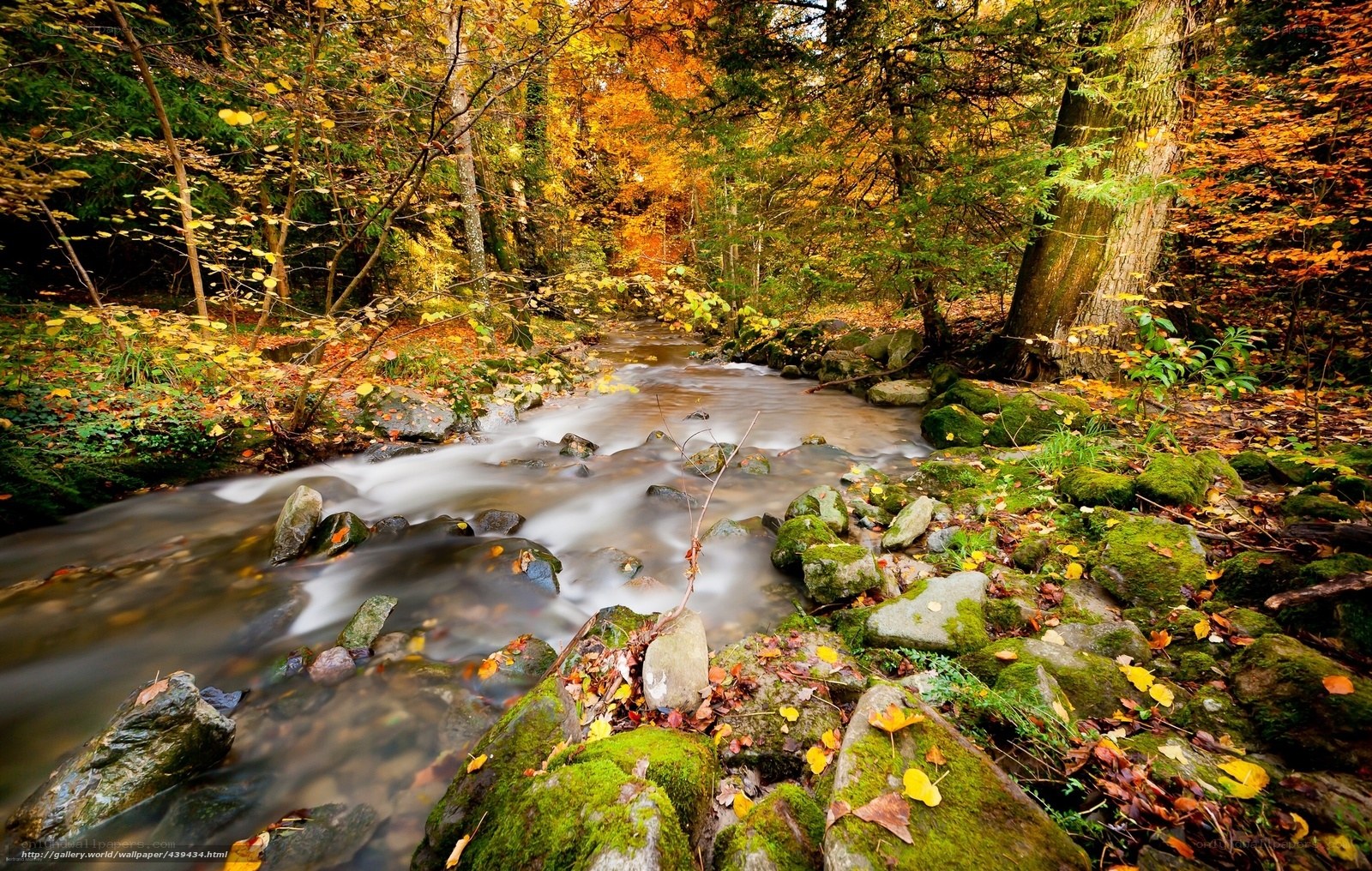Autumn stream in forest