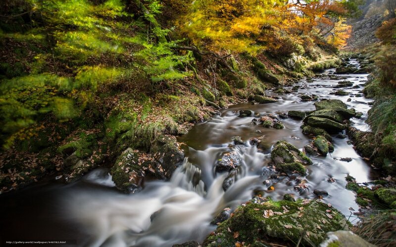 Autumn stream in forest
