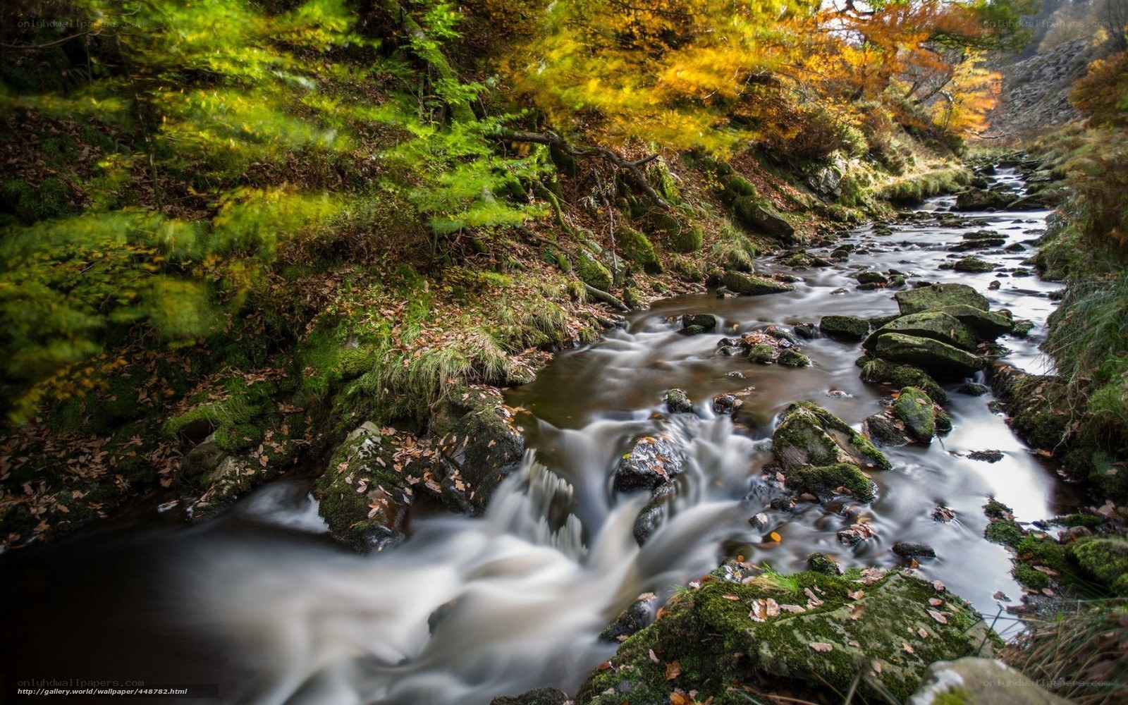 Autumn stream in forest