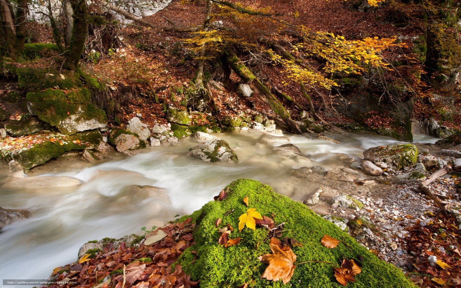 Autumn stream in forest