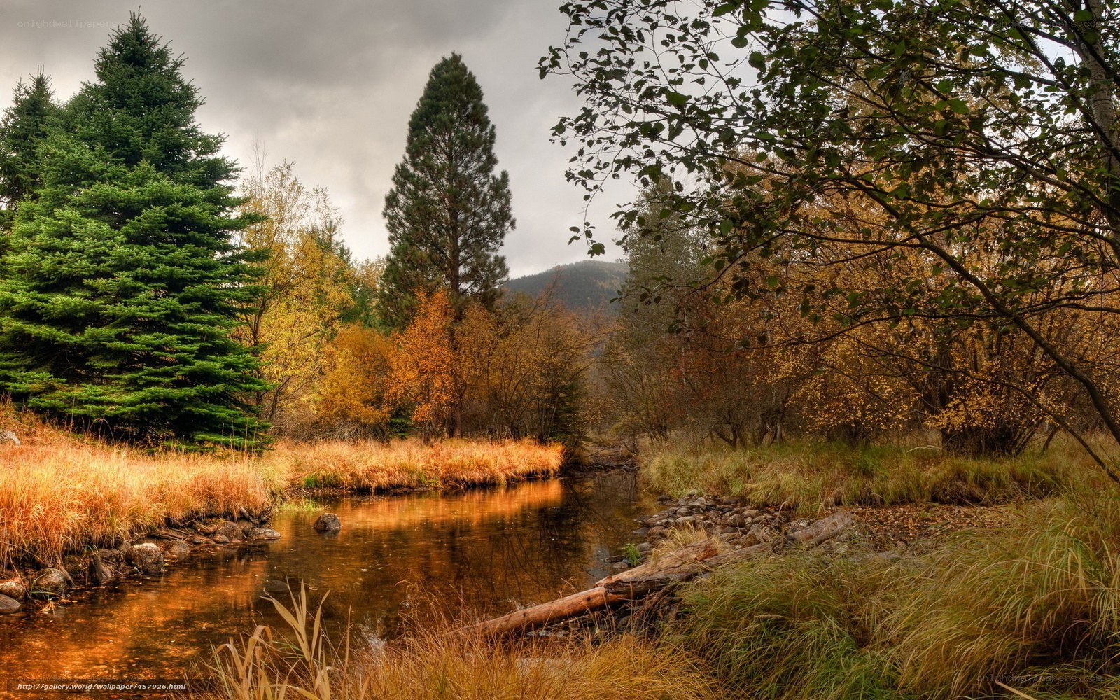 Autumn stream in forest