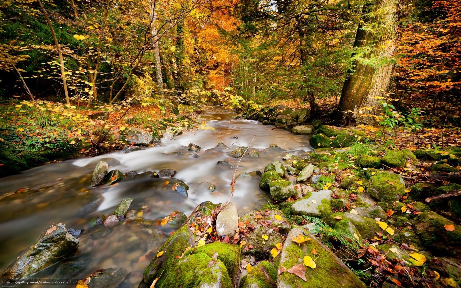Autumn stream in forest