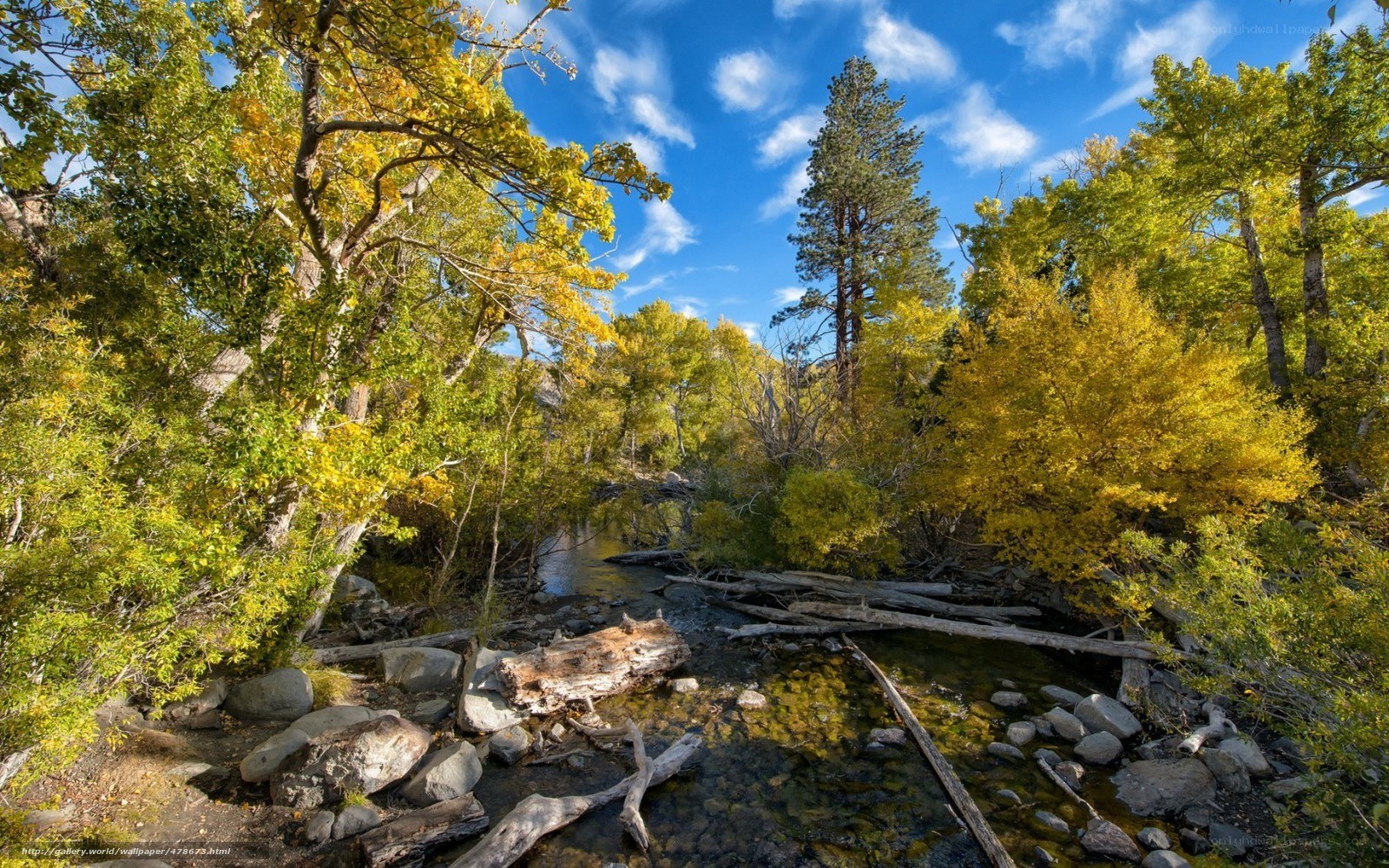 Autumn stream in forest