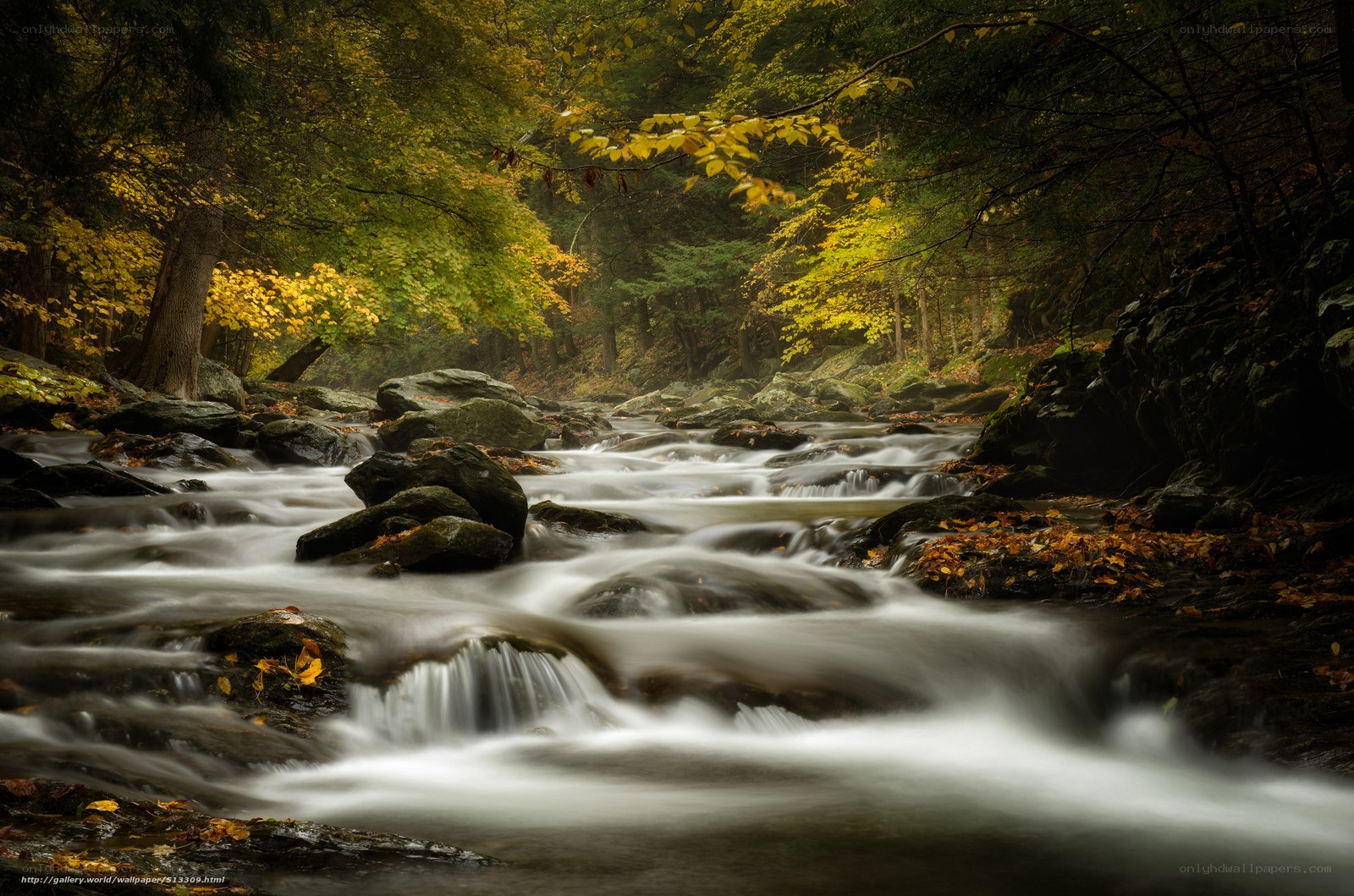 Autumn stream in forest