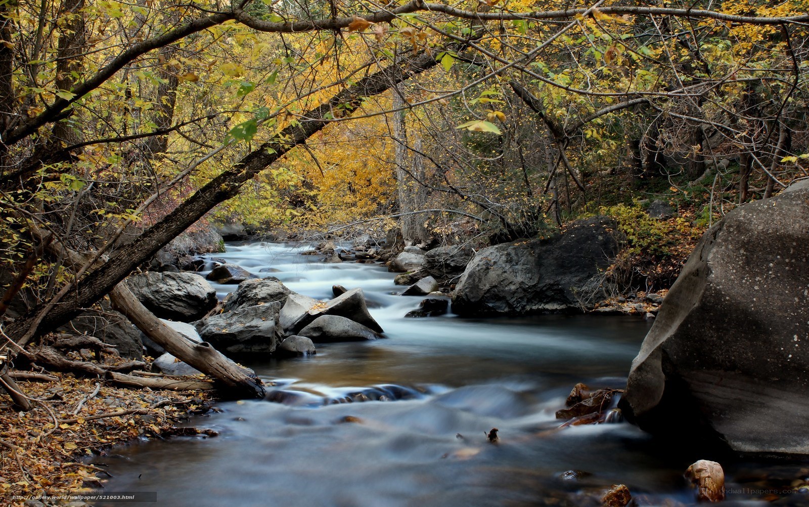 Autumn stream in forest