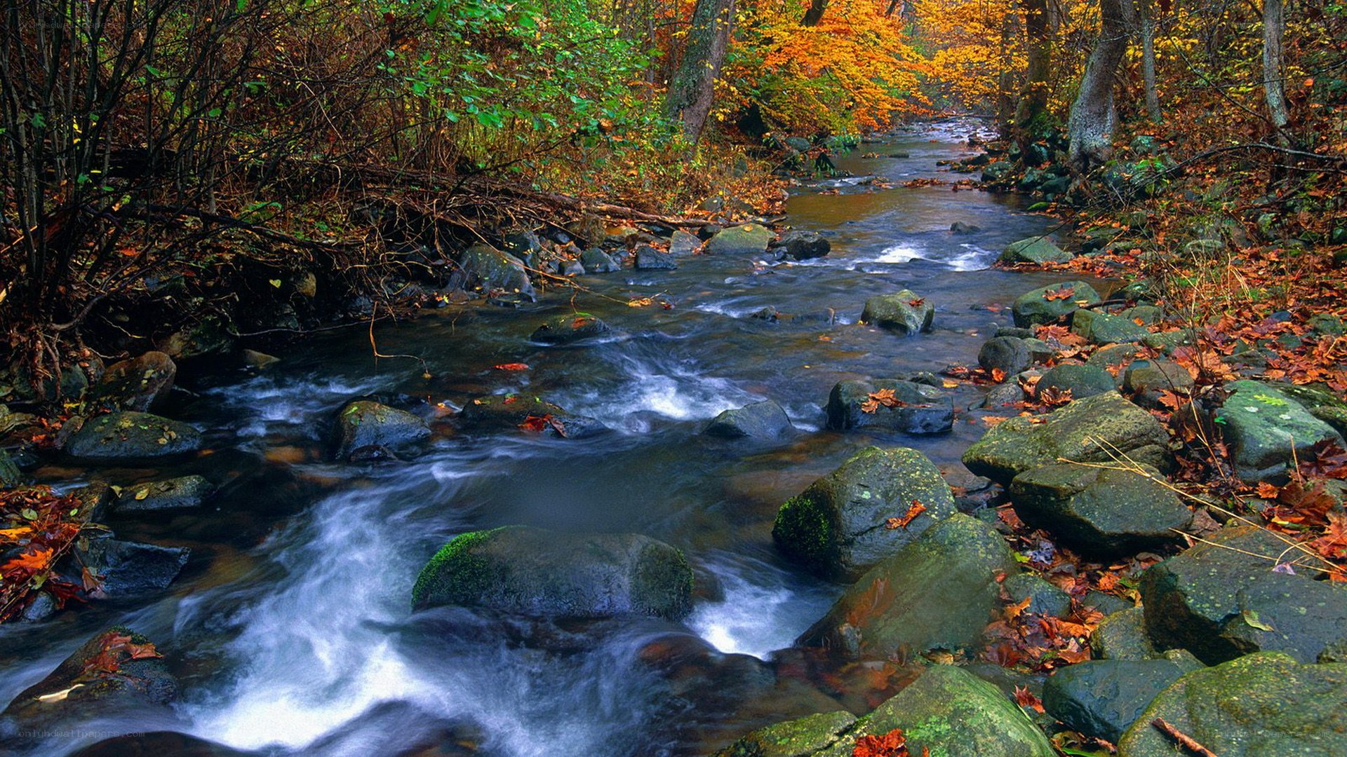 Autumn stream in forest