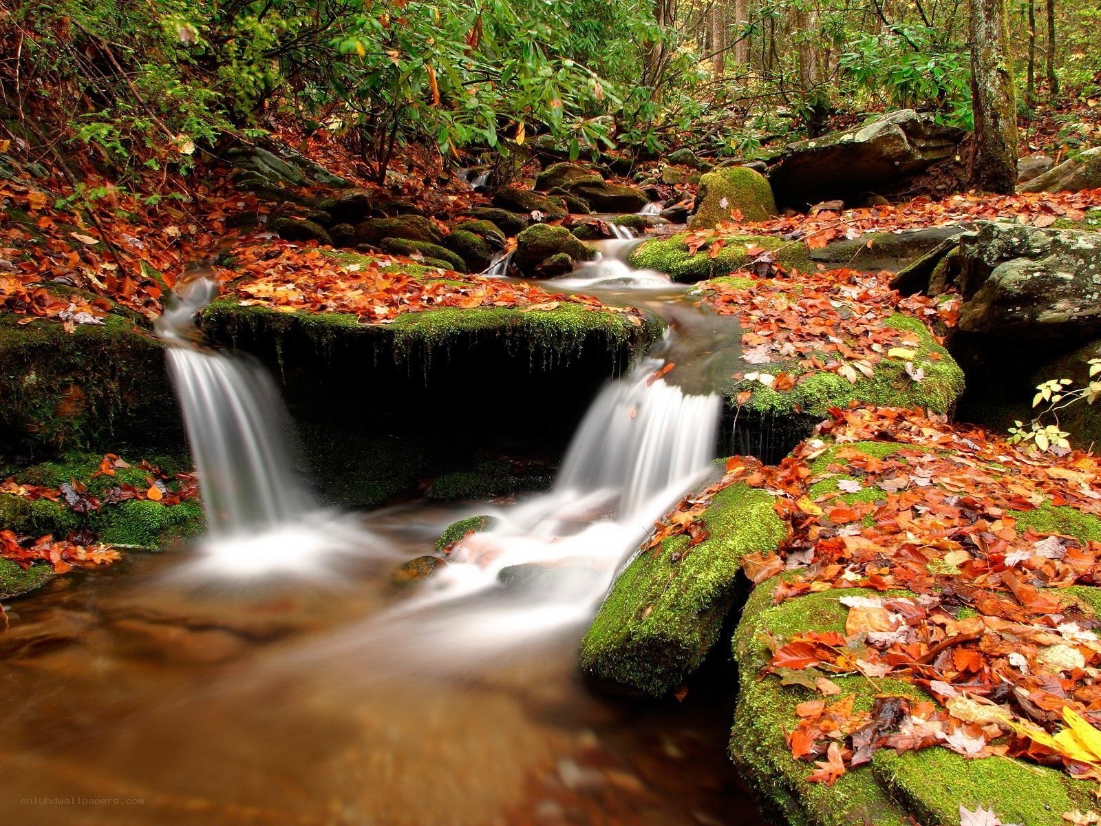 Autumn stream in forest