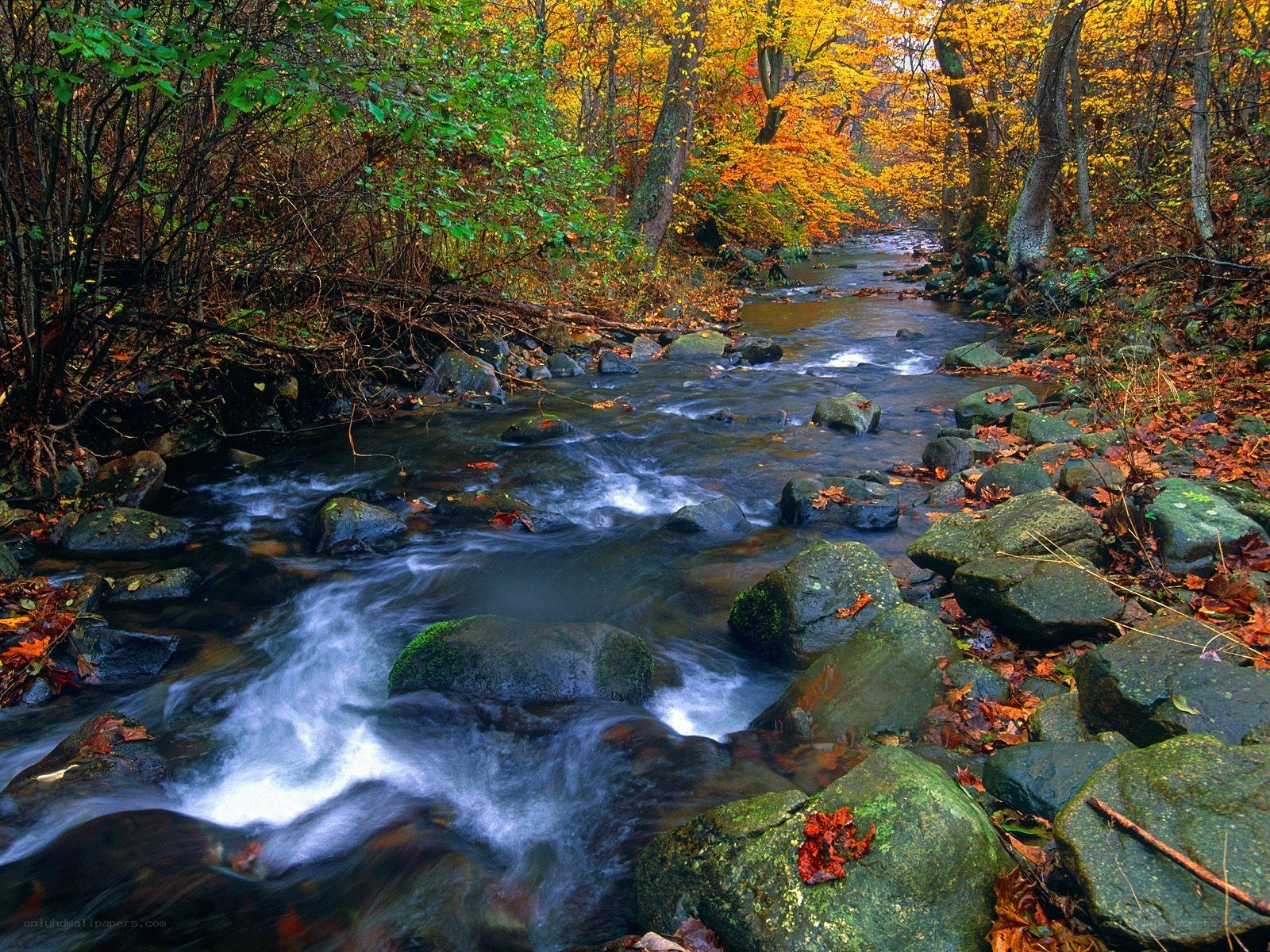 Autumn stream in forest