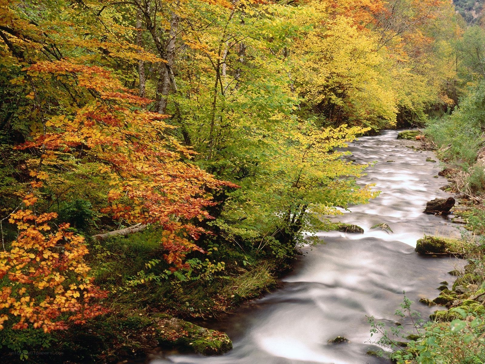 Autumn stream in forest