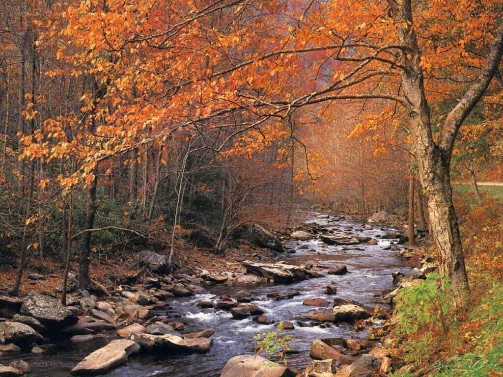 Autumn stream in forest
