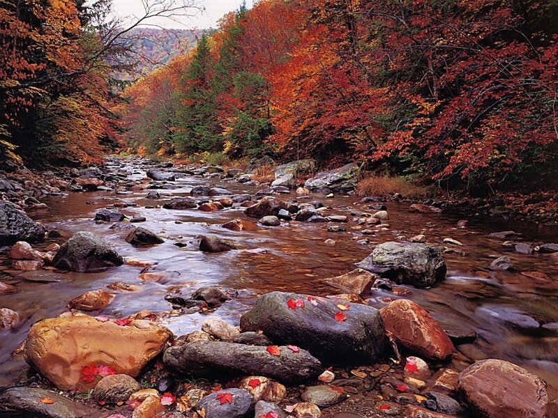 Autumn stream in forest