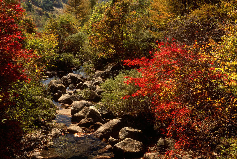 Autumn stream in forest