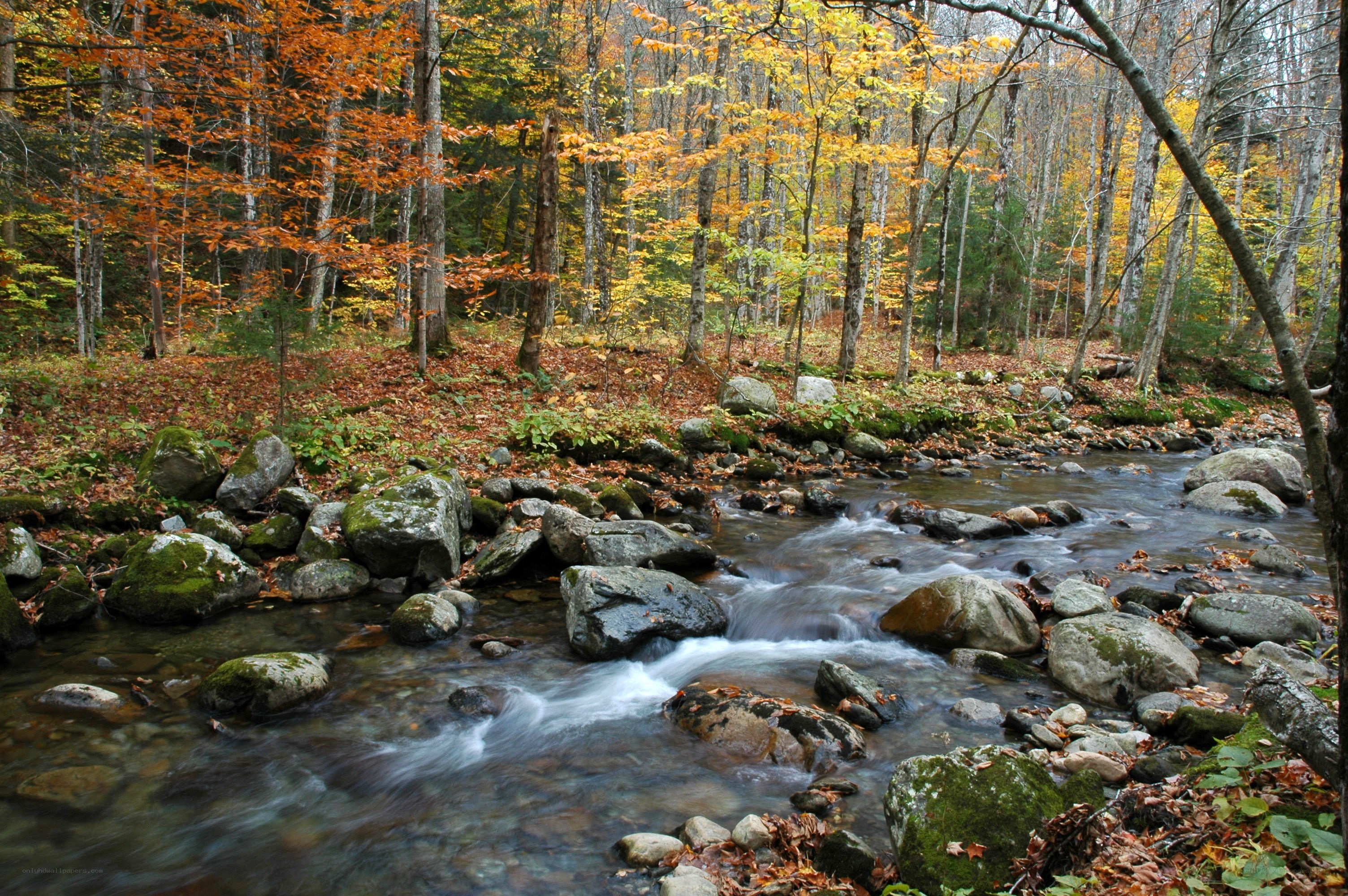 Autumn stream in forest