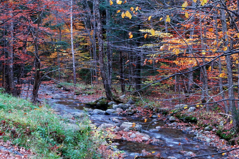 Autumn stream in forest