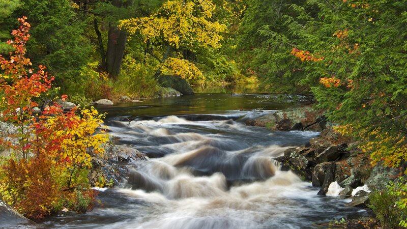 Autumn stream in forest