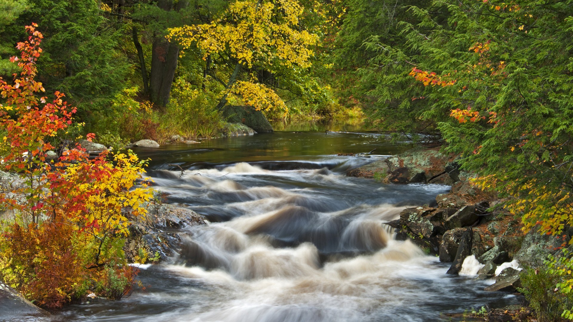 Autumn stream in forest