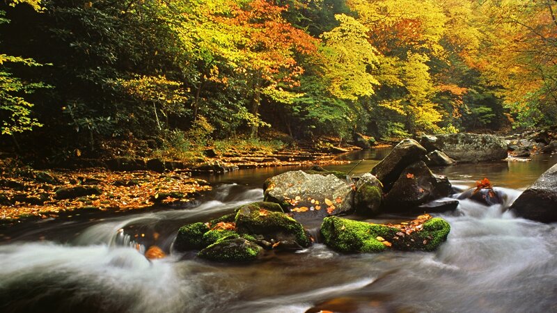 Autumn stream in forest