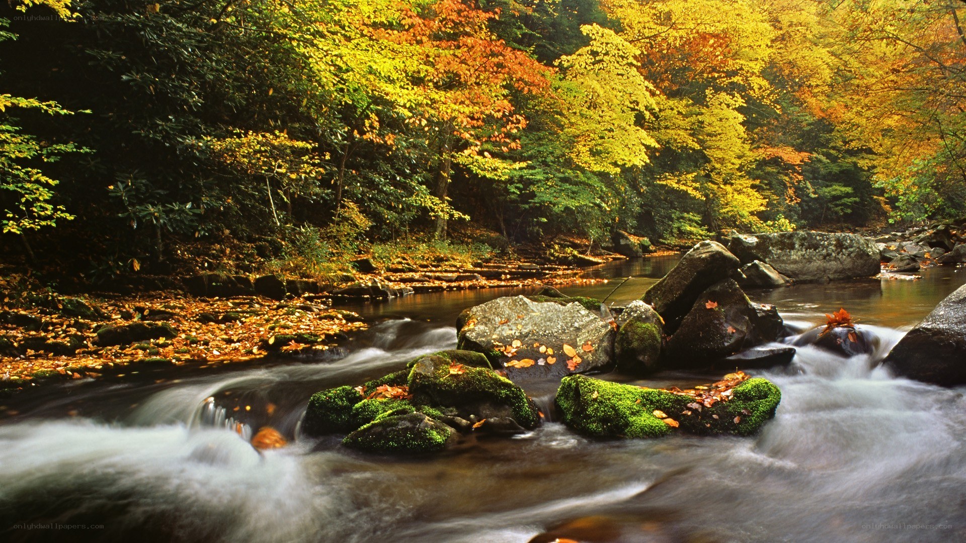 Autumn stream in forest
