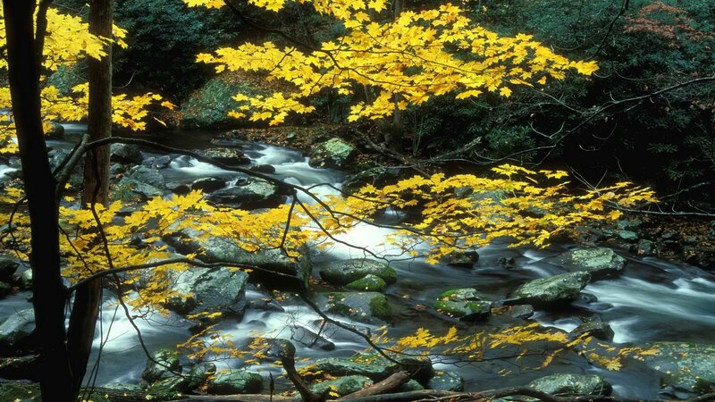 Autumn stream in forest